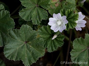 Flower and leaf